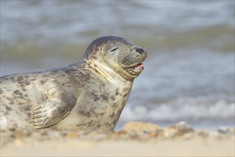 Grey seal (Halichoerus grypus) adult animal yawning on a seaside beach, Norfolk, England, United