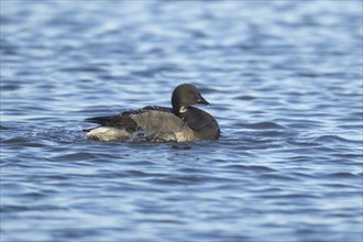 Brent goose (Branta bernicla) adult bird bathing on a lake, England, United Kingdom, Europe