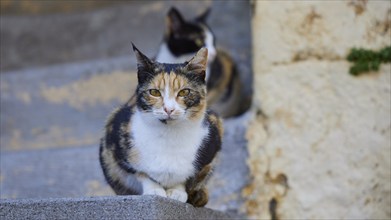 Black and white cat sits on a stone staircase and looks focussed, behind her is a second cat, Cats,