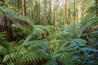 Nature landscape of the forest in the Great Otway National Park in spring, Australia, Oceania