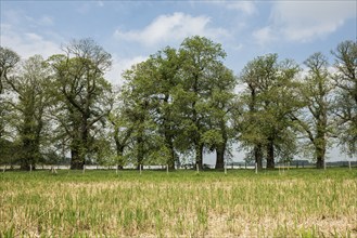 Tree avenue, sweet chestnut, chestnuts, Schloss Dyck, Jüchen, Lower Rhine, North Rhine-Westphalia,