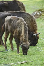 European bison or Wisent (Bison bonasus) on a forest glade, Bavarian Forest National Park, Bavaria,