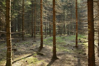 Forest with young tree trunks, Bavaria