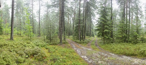 Diverging pathways in a serene forest with tall trees and lush green surroundings, Bavaria