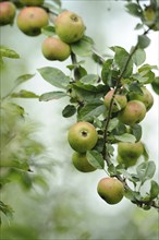 Close-up of an apple tree branch with clusters of green apples and lush leaves, Bavaria