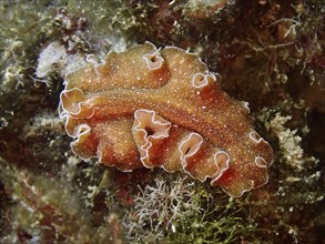 An orange-coloured, wavy sea creature, golden flatworm (Yungia aurantiaca), rests on the seaweed in