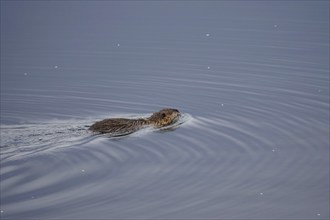 Nutria in a lake, March, Saxony, Germany, Europe