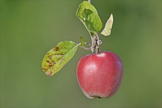 Apple tree (Malus domestica), branch with a red apple, North Rhine-Westphalia, Germany, Europe