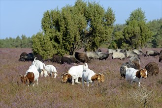 Boer goat, domestic goat (Capra aegagrus hircus) and Heidschnucken (Ovis aries), herd in the