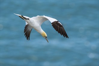 Northern Gannet, Morus bassanus, bird in flight over sea, Bempton Cliffs, North Yorkshire, England,