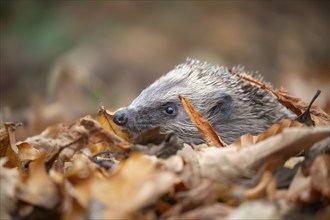 European hedgehog (Erinaceus europaeus) adult animal amongst fallen autumn leaves, England, United