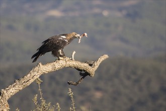 Iberian Eagle (Aquila adalberti), Spanish imperial eagle, Extremadura, Castilla La Mancha, Spain,