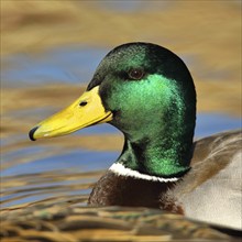 Mallard (Anas platyrhynchos), male, animal portrait, golden hour, North Rhine-Westphalia, Germany,