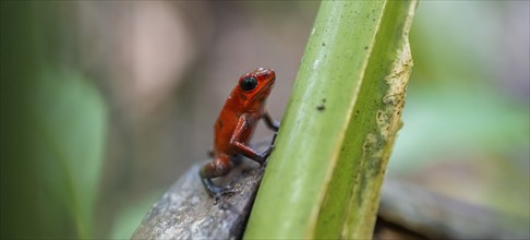 Strawberry poison-dart frog (Oophaga pumilio), Tortuguero National Park, Costa Rica, Central