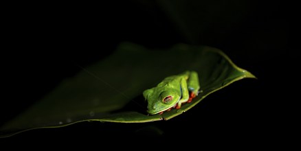 Red-eyed tree frog (Agalychnis callidryas) on a leaf, macro photograph, black background,