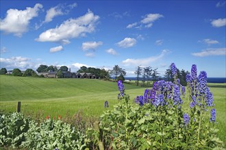 Larkspur, agricultural land and a farm by the sea, Aberdeenshire, East Scotland, Great Britain