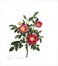 Rosa carolina, Rose, Historic rose, Rose cultivar, Illustration from 1799, Historic, digitally