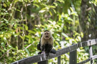 White-headed capuchin (Cebus imitator) screaming, Cahuita National Park, Costa Rica, Central