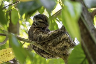 Brown-throated sloth (Bradypus variegatus) sitting in a tree, Cahuita National Park, Costa Rica,