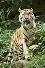 Close-up of a Siberian tiger (Panthera tigris altaica) in a forest, captive