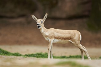 Close-up of a blackbuck (Antilope cervicapra) female in late summer, captive