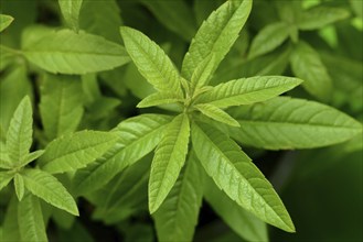 Lemon verbena, close-up of the plant, Aloysia citrodora