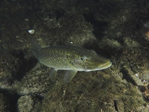 A pike (Esox lucius) swims above the dark, algae-covered bottom. Dive site Zollbrücke, Rheinau,