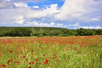 Poppy field in the Drôme department in the Auvergne-Rhône-Alpes region, France, Europe