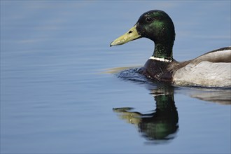 Mallard duck (Anas platyrhynchos) adult male bird on a lake, England, United Kingdom, Europe