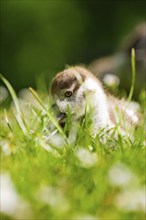 A little chick sits in the green grass and seems to be curious, Stadtpark Kleb, Nagold, Black