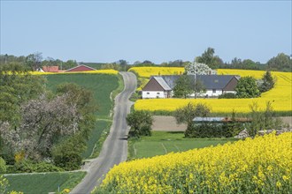 Country road through landscape with farms and rape fields in Sjörup, Ystad Municipality, Skåne