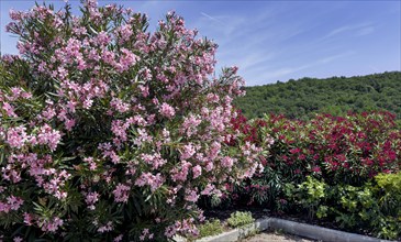 Flowering oleander (Nerium oleander), Italy, Europe