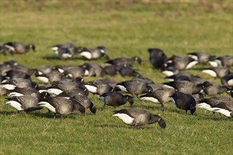 Brent goose (Branta bernicla) adult birds feeding on grassland, Norfolk, England, United Kingdom,