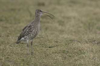 Eurasian curlew (Numenius arquata) adult bird calling on grassland in spring, England, United