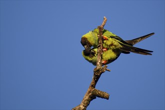 Nanday Parakeets (Aratinga nenday) in the wild, seen in Buenos Aires, Argentina, South America