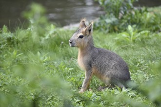 A young patagonian mara (Dolichotis patagonum), seen in Buenos Aires, Argentina, South America