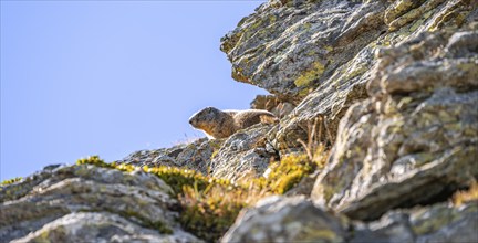 Marmot, Carnic Alps, Carinthia, Austria, Europe