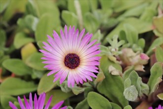 Midday flower (Dorotheanthus bellidiformis), flower, native to Africa, ornamental plant, North