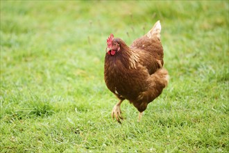 A brown feathered chicken with a red comb walking through green grass outdoors, Chicken (Gallus