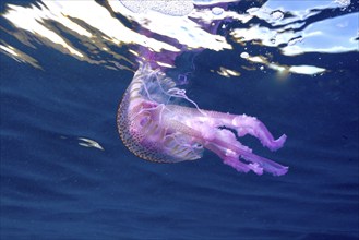 Mauve stinger (Pelagia noctiluca) with pink tentacles swims in blue water with light reflections.