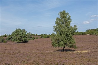 Heather blossom, trees, birch, Wilseder Berg near Wilsede, Bispingen, Lüneburg Heath, Lower Saxony,