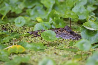 Northern spectacled caiman (Caiman crocodilus) lying in the water, head above water, among aquatic