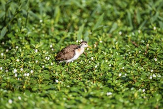 Yellow-fronted Jacana runs on aquatic plants, Tortuguero National Park, Costa Rica, Central America