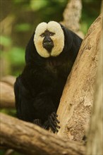 White-faced saki (Pithecia pithecia), male, portrait, captive, Germany, Europe