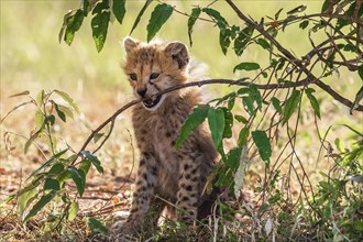 Cheetah Cub (Acinonyx jubatus) playing with a green tree branch on the savanna in Africa, Maasai