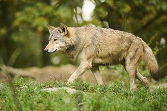 Eastern wolf (Canis lupus lycaon) walking on a meadow, Bavaria, Germany, Europe