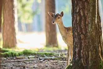 European fallow deer (Dama dama) doe in a forest, Bavaria, Germany, Europe