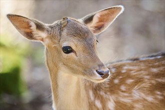 European fallow deer (Dama dama) youngster, portrait, in a forest, Bavaria, Germany, Europe