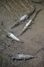 American crocodile (Crocodylus acutus) swimming in the water, from above, Rio Tarcoles, Carara