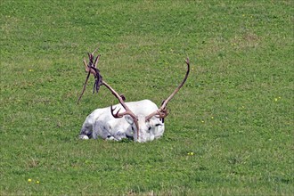 White reindeer with mighty antlers lying on a green meadow, Fjällnas, Jämtland, Sweden, Europe